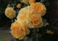 Rosa - Orye Roses 2